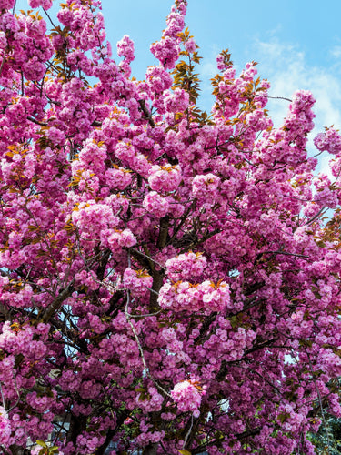 10 JAPANESE FLOWERING CHERRY Tree Oriental Prunus Serrulata Flower Seeds